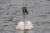 Trumpeter Swan