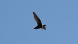 White-collared Swift