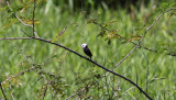 White-headed Marsh-Tyrant
