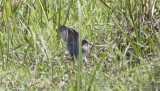 South American Snipe