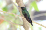 Violet-capped Woodnymph