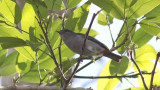 Chestnut-vented Conebill