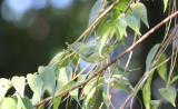 Blue Dacnis (female)