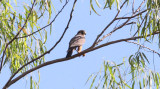 Aplomado Falcon