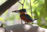 American Pygmy Kingfisher