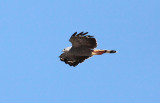 Crane Hawk