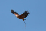 Black-collared Hawk