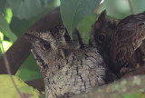 Tropical Screech-Owls