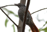 Chestnut-backed Antshrike (female)