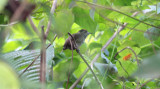 White-barred Piculet