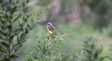 Rusty-margined Flycatcher