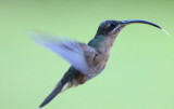 Rufous-breasted Hermit