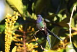 Swallow-tailed Hummingbird
