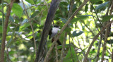 White-bearded Manakin