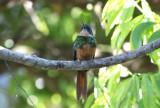 Rufous-tailed Jacamar