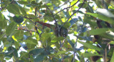 Maroon-bellied Parakeet