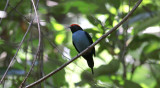 Blue Manakin