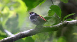 Pin-tailed Manakin