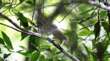 Plain Antvireo
