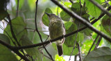 Spot-breasted Antvireo