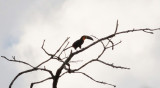 Channel-billedToucan