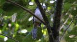 Spot-backed Antshrike