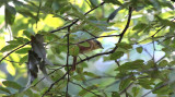 Chestnut-crowned Becard