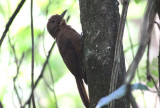 Plain-winged (Thrush-like) Woodcreeper