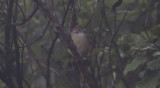 Rufous-crowned Greenlet