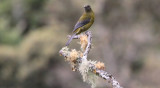 Gray-winged Cotinga