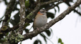 Rufous-collared Sparrow