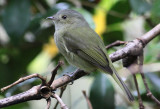 Serra Do Mar Tyrant-Manakin