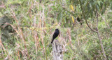Velvety Black-Tyrant