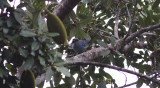 Azure-shouldered Tanager