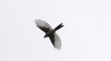 Shear-tailed Gray-Tyrant