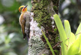 White (Yellow)-browed Woodpecker.jpg