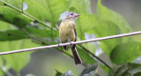 Yellow-olive Flycatcher