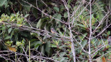 Fawn-breasted Tanager (female)