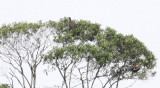 Dusky-legged Guans