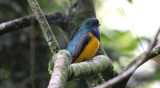 Black-throated Trogon