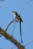 Streamer-tailed Tyrant
