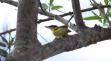 Common Tody-Flycatcher