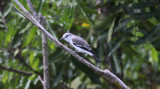 White-rumped Monjita