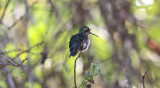 Glittering-bellied Emerald (female)