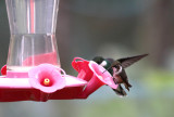Amethyst Woodstar (female) & White-throated Hummingbird