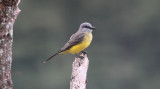 Tropical Kingbird