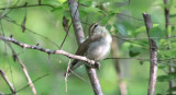 Swainsons Warbler