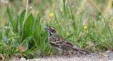 Lark Sparrow