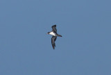 Pink-footed Shearwater