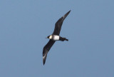 Pomarine Jaeger